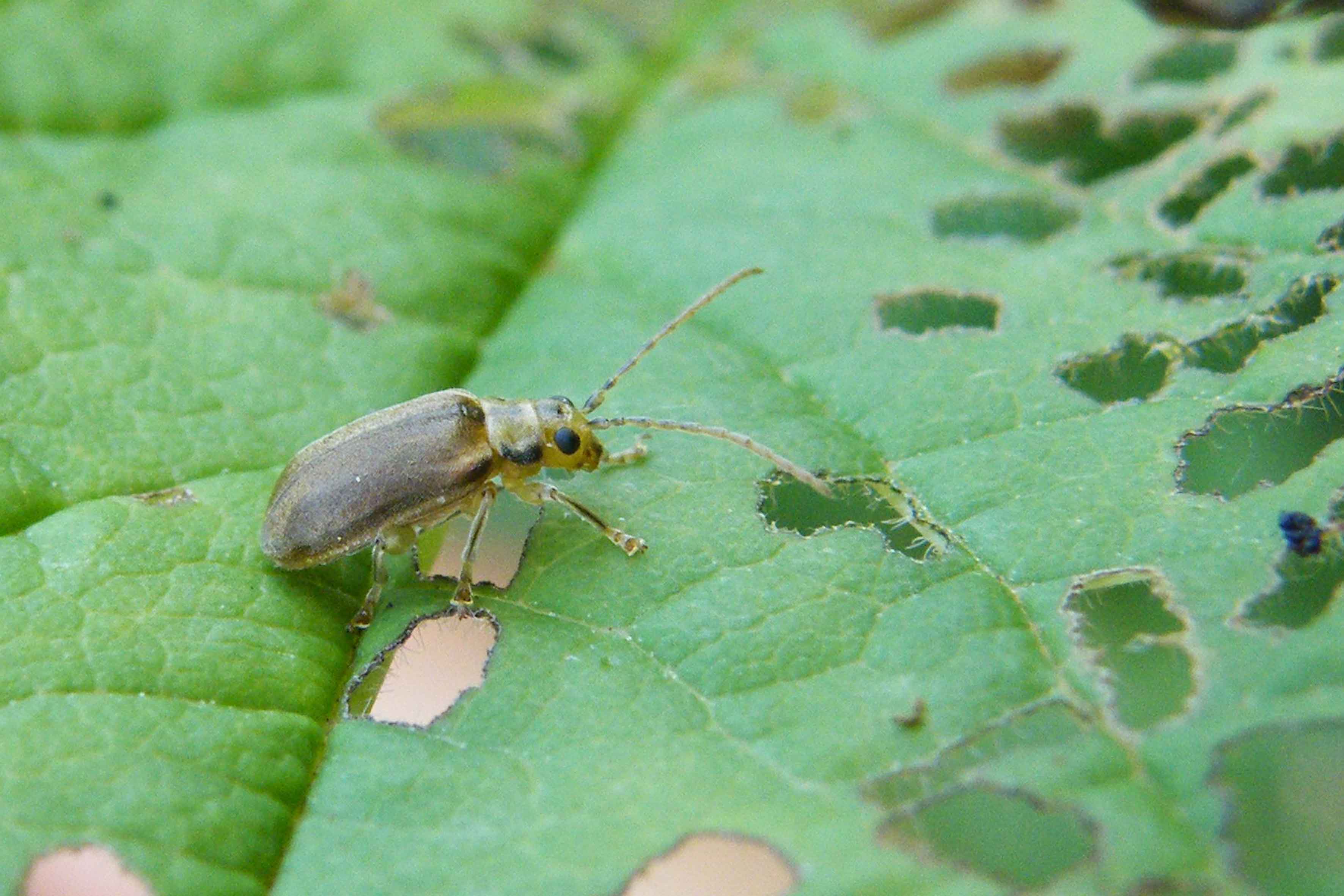 Chrysomelidae?